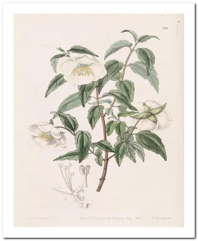 Edward's Botanical Register 8x10 Botanical Art Print 03062500685