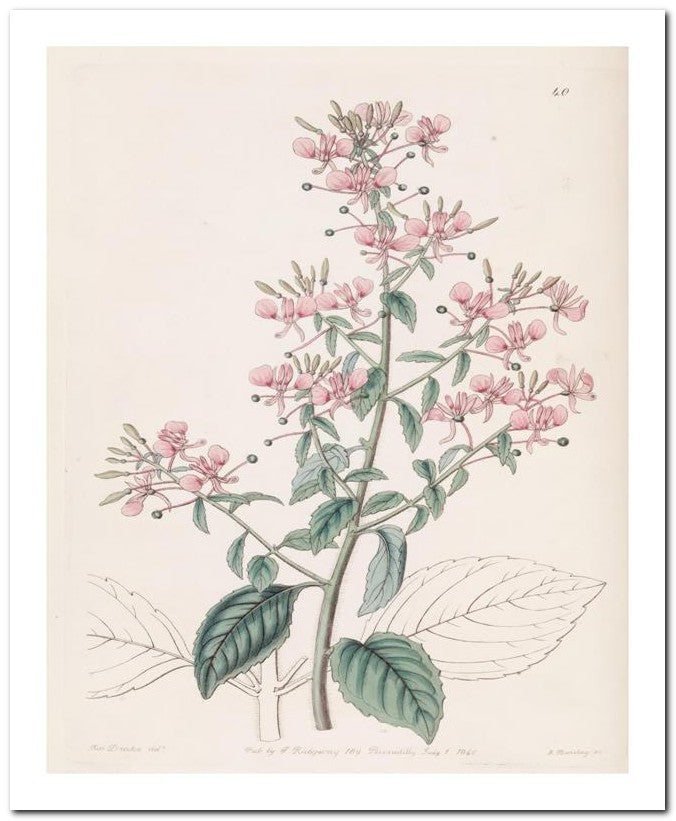 Edward's Botanical Register 8x10 Botanical Art Print 03062500687