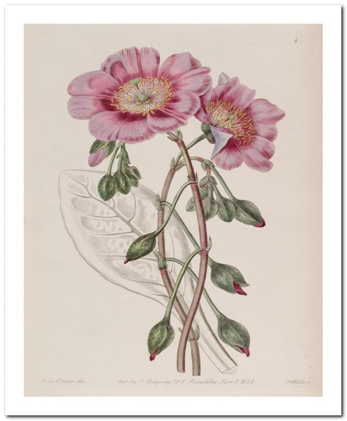 Edward's Botanical Register 8x10 Botanical Art Print 03062500688