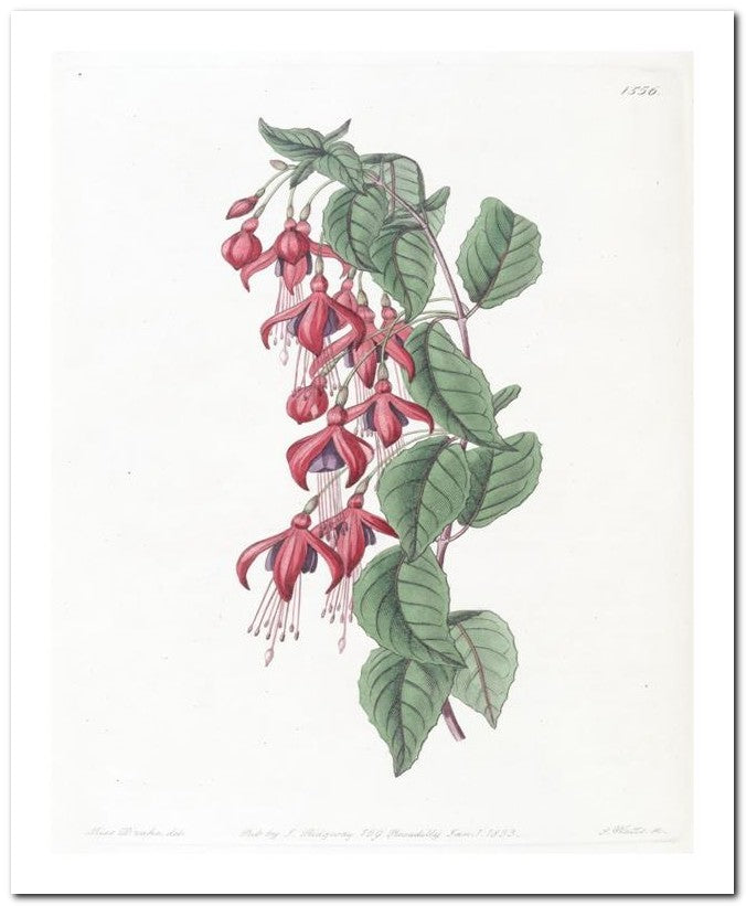Edward's Botanical Register 8x10 Botanical Art Print 03062500705
