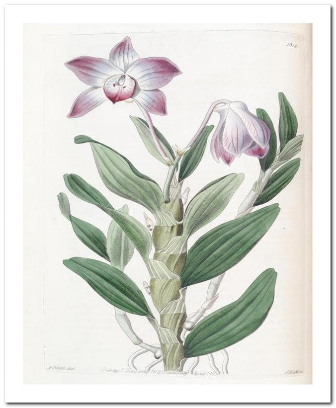 Edward's Botanical Register 8x10 Botanical Art Print 03062500720
