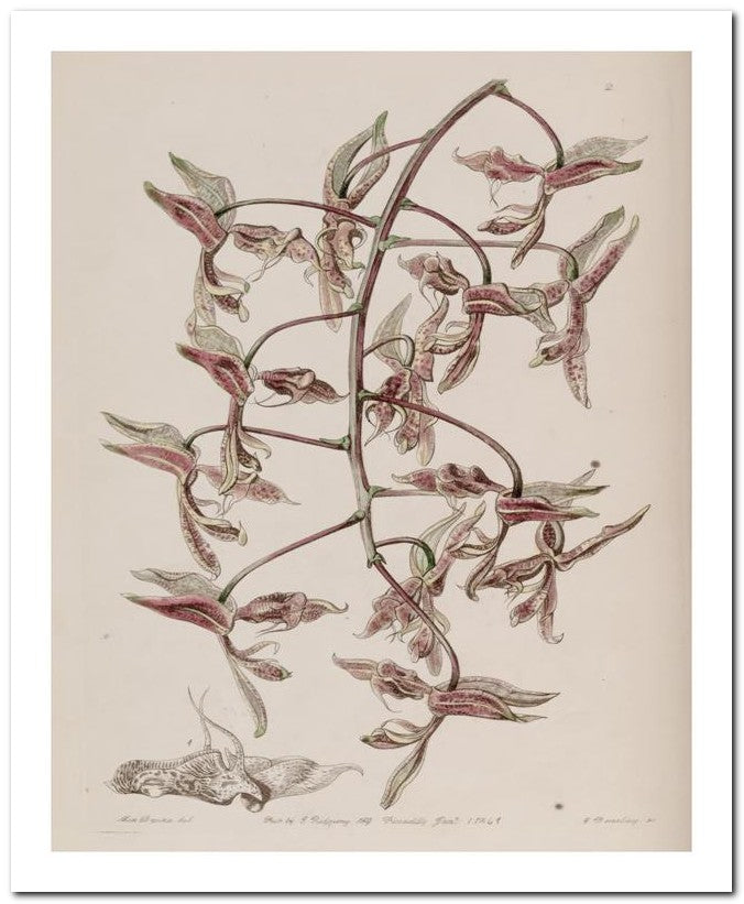 Edward's Botanical Register 8x10 Botanical Art Print 03062500728