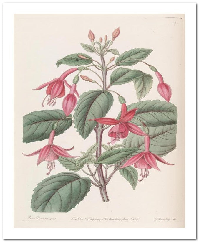 Edward's Botanical Register 8x10 Botanical Art Print 03062500729