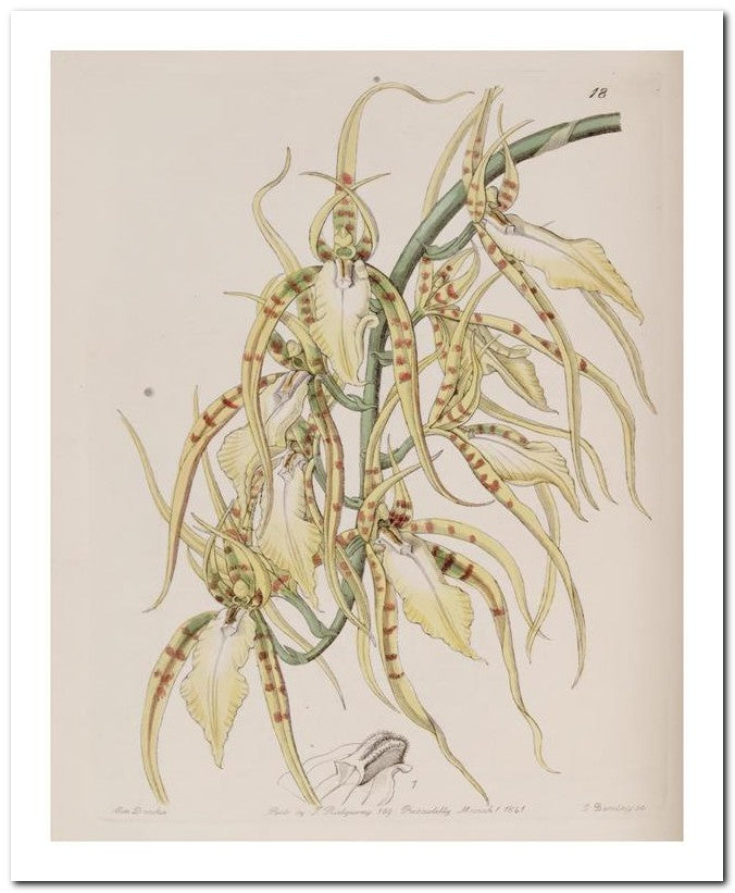 Edward's Botanical Register 8x10 Botanical Art Print 03062500742
