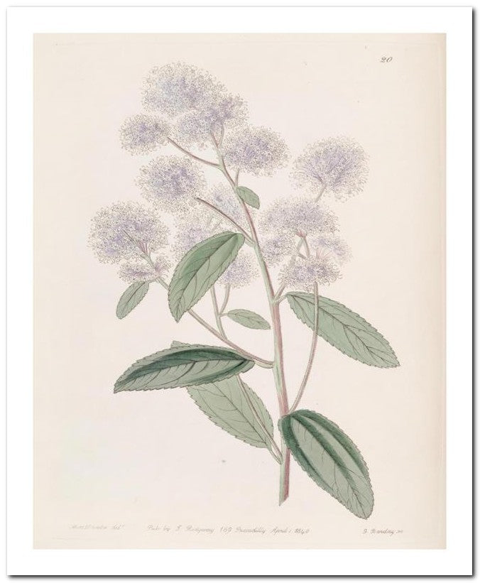 Edward's Botanical Register 8x10 Botanical Art Print 03062500756