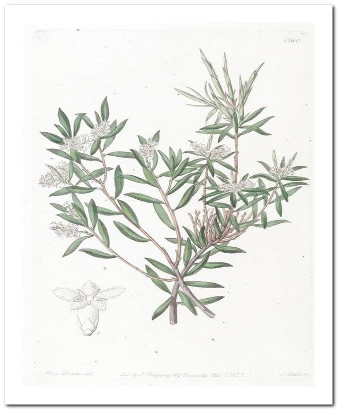 Edward's Botanical Register 8x10 Botanical Art Print 03062500760