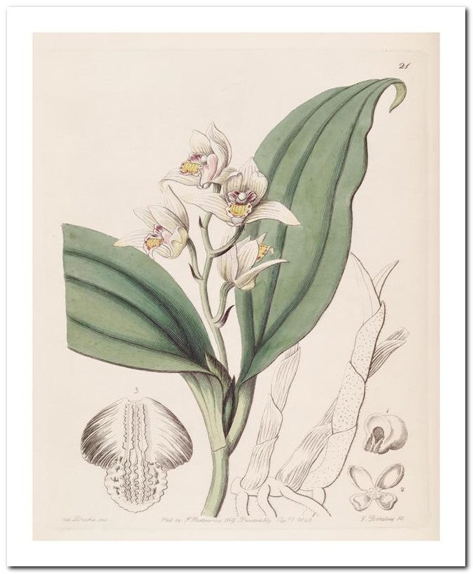 Edward's Botanical Register 8x10 Botanical Art Print 03062500769