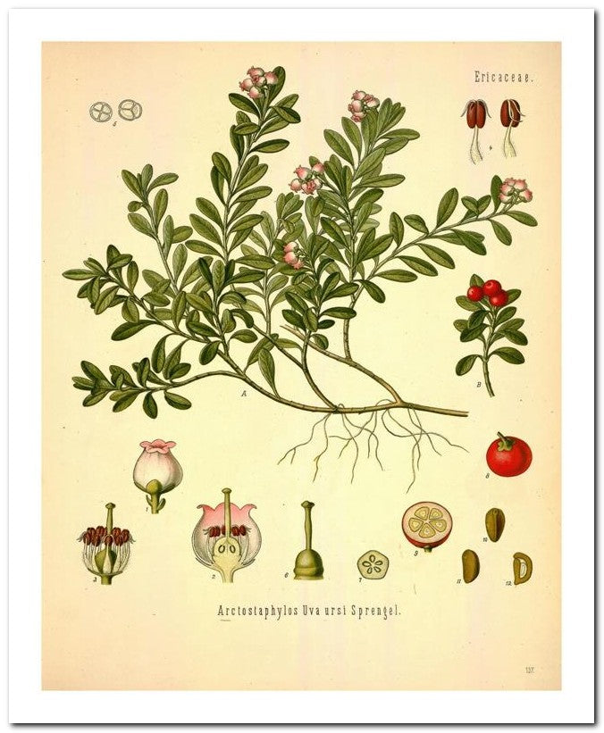 Edward's Botanical Register 8x10 Botanical Art Print 03062500776