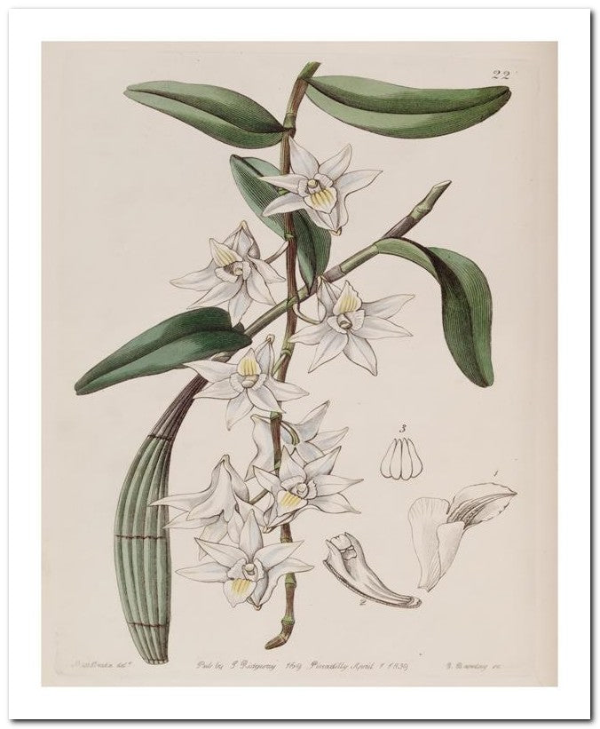 Edward's Botanical Register 8x10 Botanical Art Print 03062500800