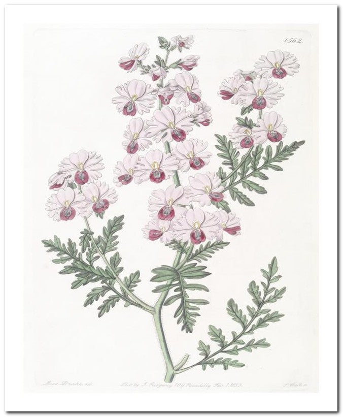 Edward's Botanical Register 8x10 Botanical Art Print 03062500802