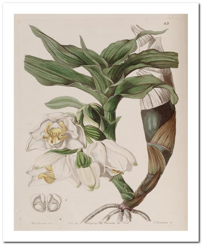 Edward's Botanical Register 8x10 Botanical Art Print 03062500812