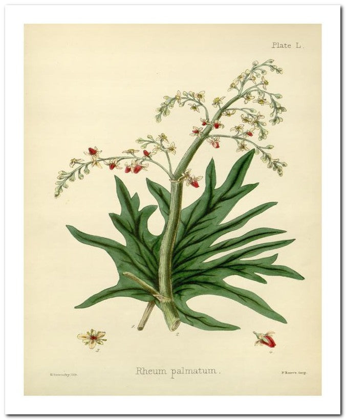 Edward's Botanical Register 8x10 Botanical Art Print 03062500832