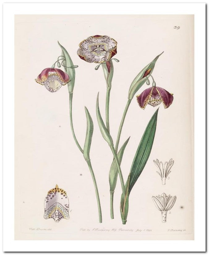 Edward's Botanical Register 8x10 Botanical Art Print 03062500841