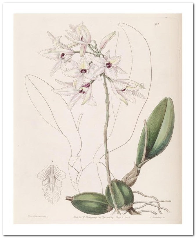 Edward's Botanical Register 8x10 Botanical Art Print 03062500843