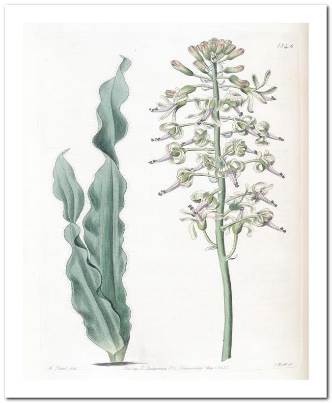 Edward's Botanical Register 8x10 Botanical Art Print 03062500848