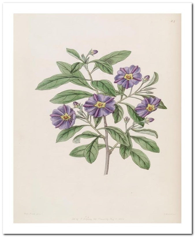 Edward's Botanical Register 8x10 Botanical Art Print 03062500865