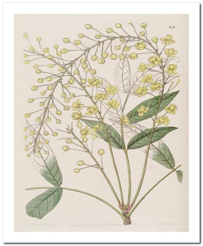 Edward's Botanical Register 8x10 Botanical Art Print 03062500879