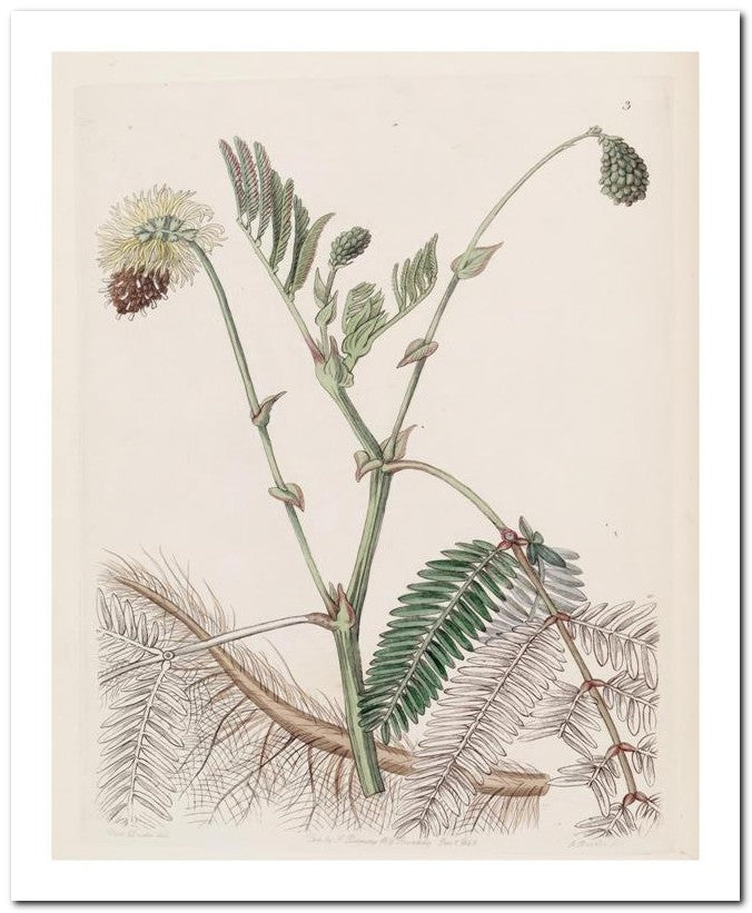 Edward's Botanical Register 8x10 Botanical Art Print 03062500892
