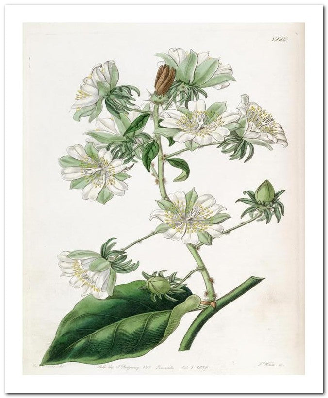 Edward's Botanical Register 8x10 Botanical Art Print 03062500914