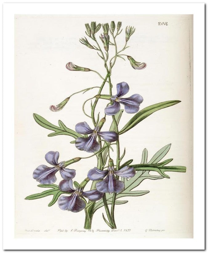 Edward's Botanical Register 8x10 Botanical Art Print 03062500942