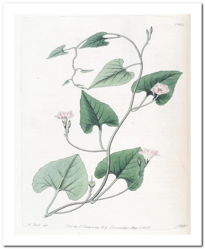 Edward's Botanical Register 8x10 Botanical Art Print 03062500957
