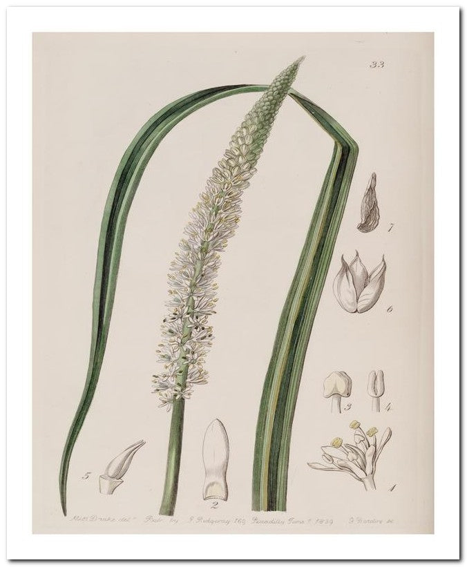 Edward's Botanical Register 8x10 Botanical Art Print 03062500977