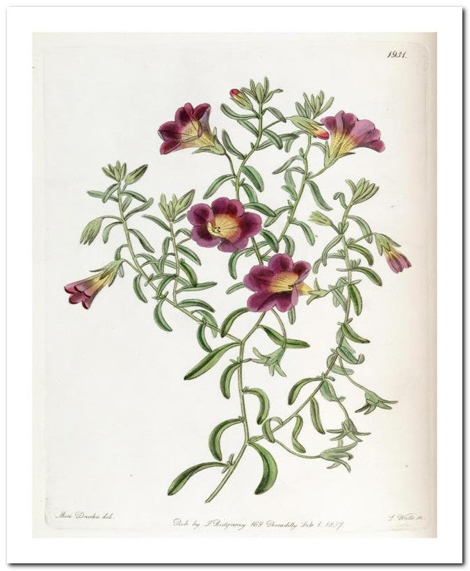 Edward's Botanical Register 8x10 Botanical Art Print 03062500978