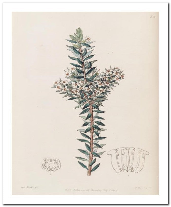 Edward's Botanical Register 8x10 Botanical Art Print 03062500987