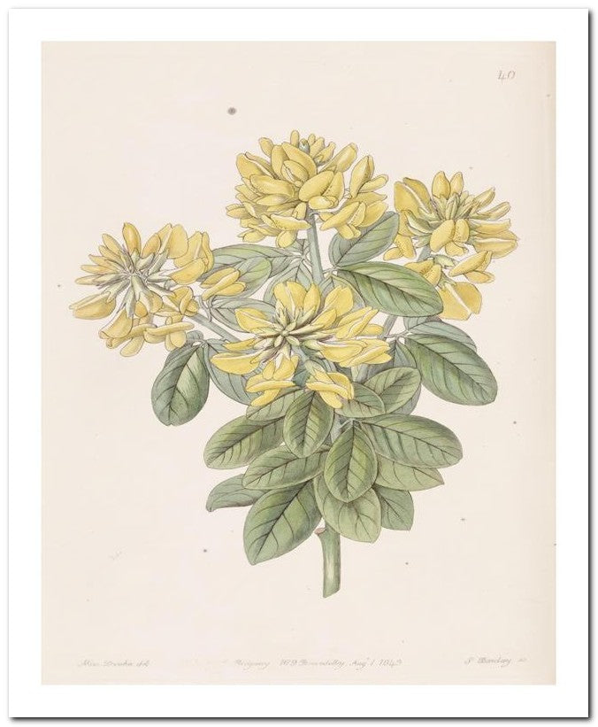 Edward's Botanical Register 8x10 Botanical Art Print 03062500989