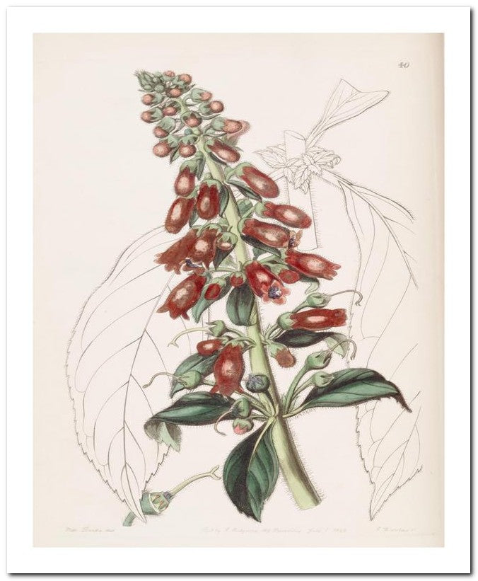 Edward's Botanical Register 8x10 Botanical Art Print 03062500990
