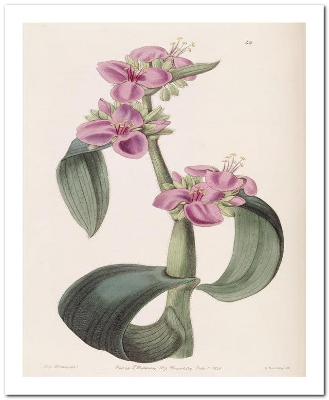 Edward's Botanical Register 8x10 Botanical Art Print 03062500992