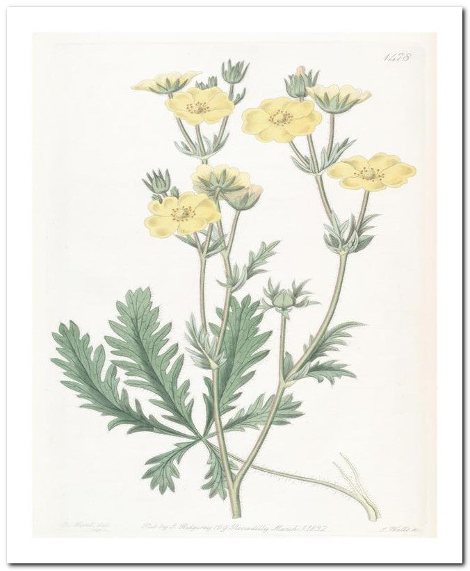 Edward's Botanical Register 8x10 Botanical Art Print 03062501022