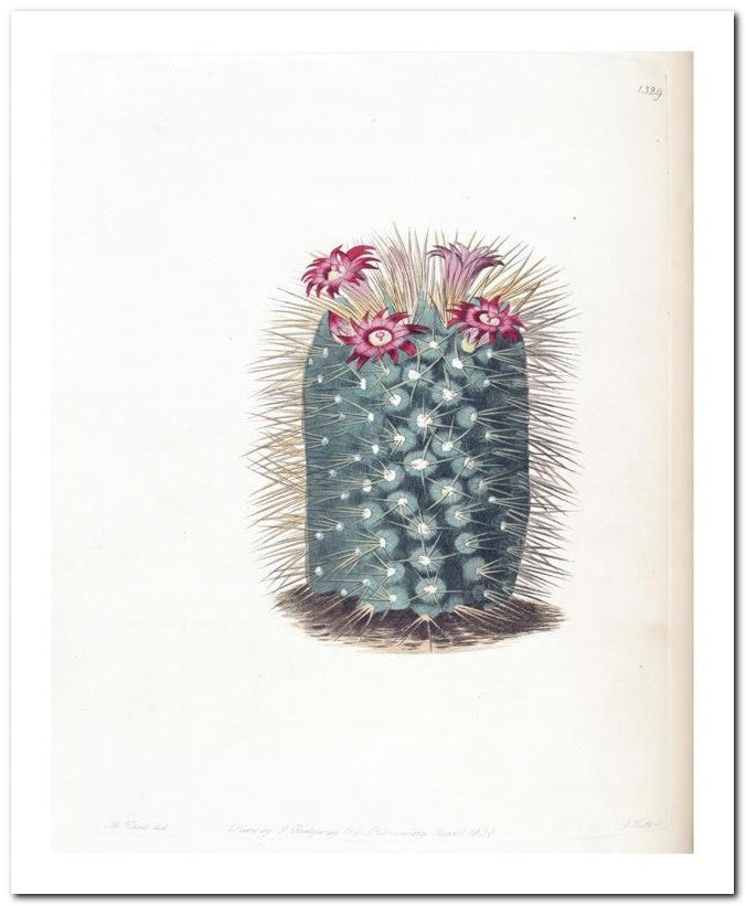 Edward's Botanical Register 8x10 Botanical Art Print 03062501030