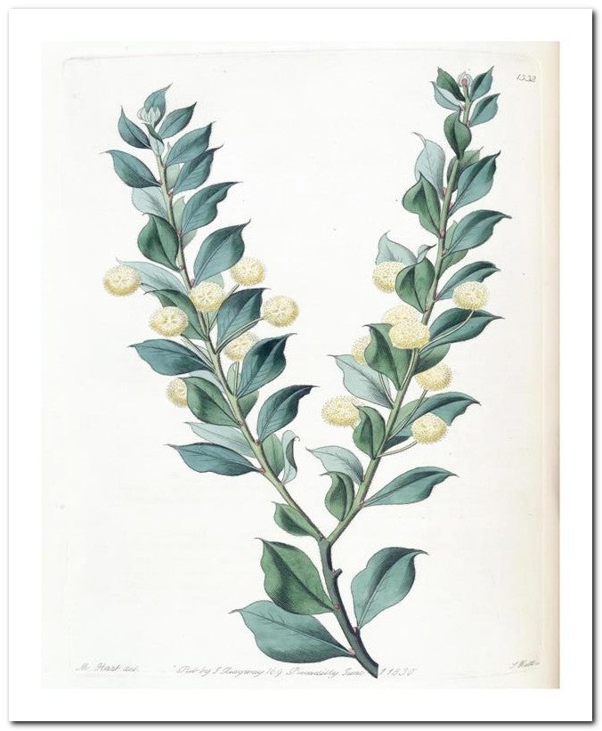 Edward's Botanical Register 8x10 Botanical Art Print 03062501047