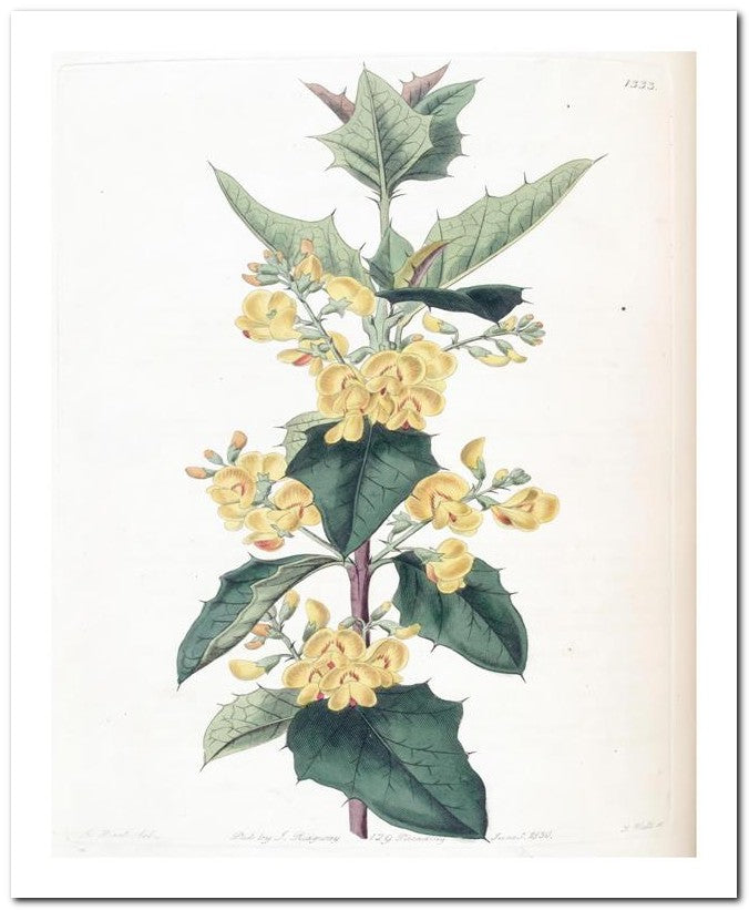 Edward's Botanical Register 8x10 Botanical Art Print 03062501054