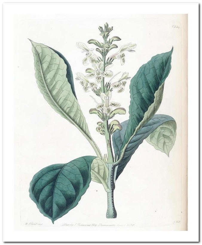 Edward's Botanical Register 8x10 Botanical Art Print 03062501059