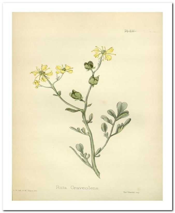 Edward's Botanical Register 8x10 Botanical Art Print 03062501061