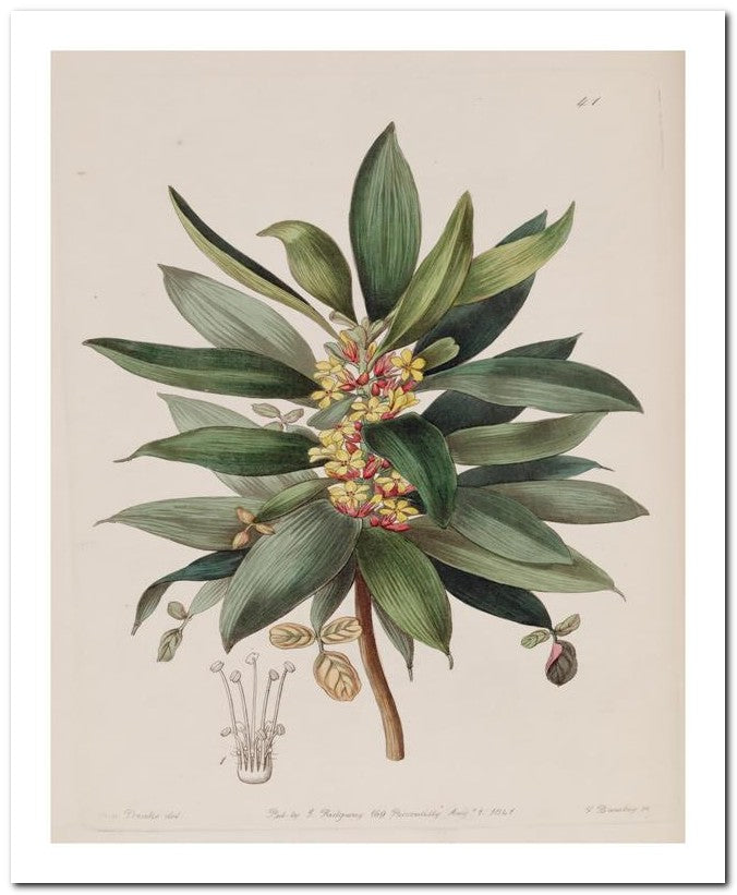 Edward's Botanical Register 8x10 Botanical Art Print 03062501070