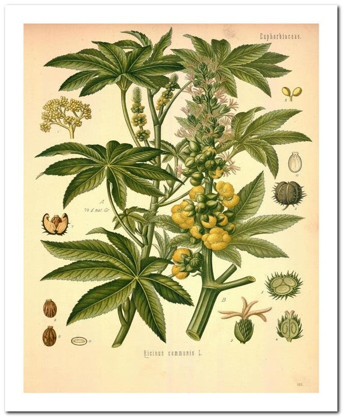 Edward's Botanical Register 8x10 Botanical Art Print 03062501076