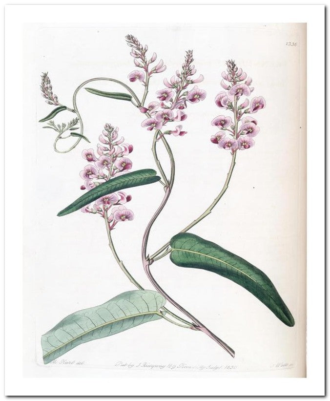 Edward's Botanical Register 8x10 Botanical Art Print 03062501090