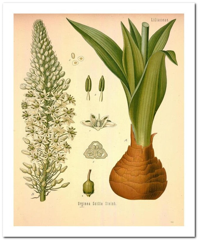 Edward's Botanical Register 8x10 Botanical Art Print 03062501091
