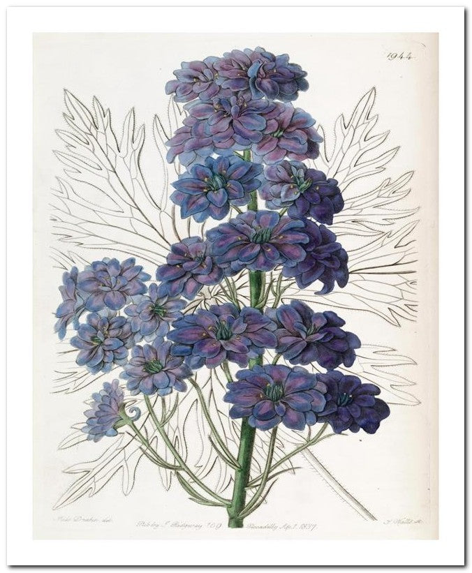 Edward's Botanical Register 8x10 Botanical Art Print 03062501101