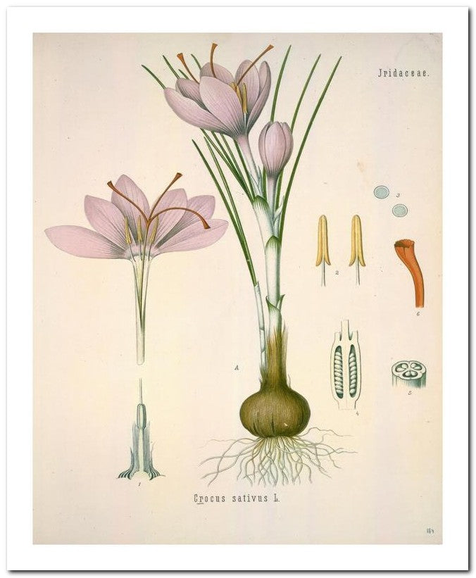 Edward's Botanical Register 8x10 Botanical Art Print 03062501104