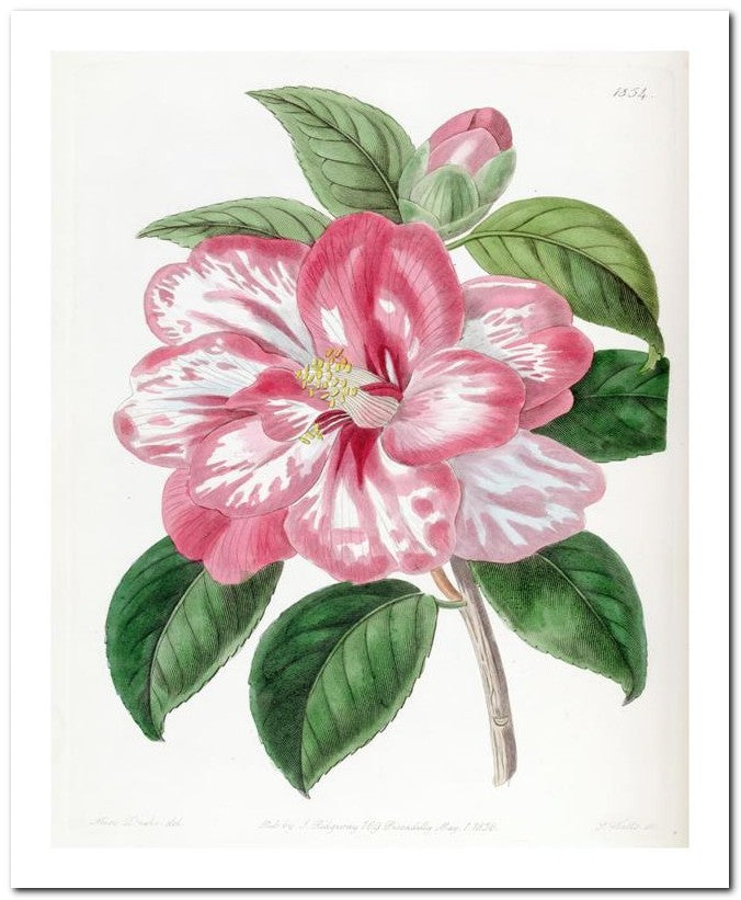 Edward's Botanical Register 8x10 Botanical Art Print 03062501109