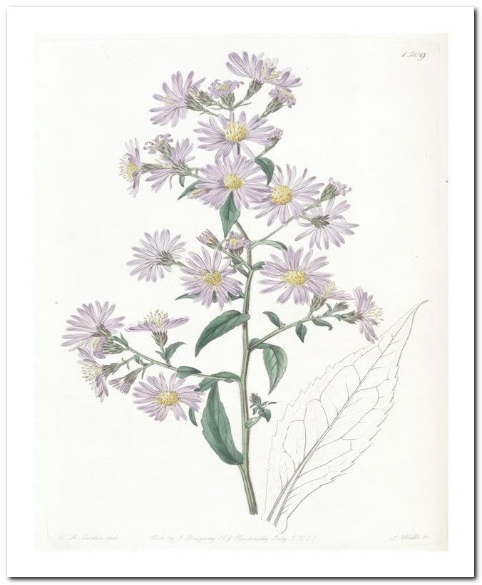 Edward's Botanical Register 8x10 Botanical Art Print 03062501123