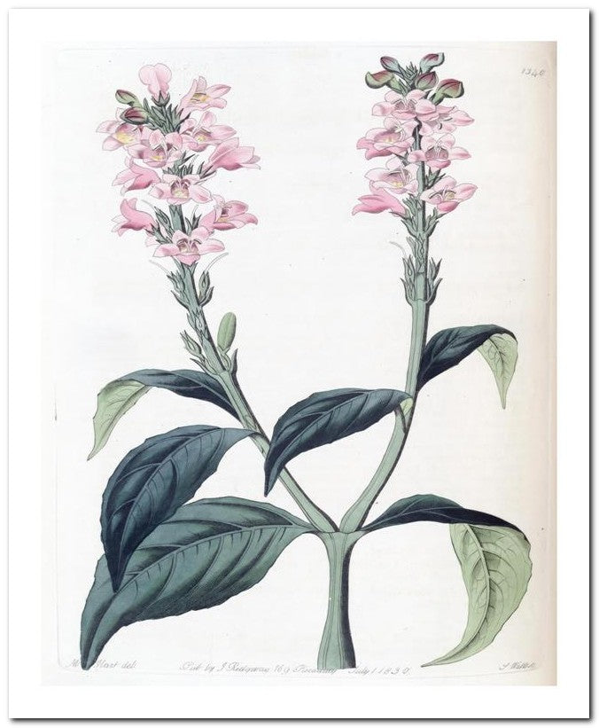 Edward's Botanical Register 8x10 Botanical Art Print 03062501124