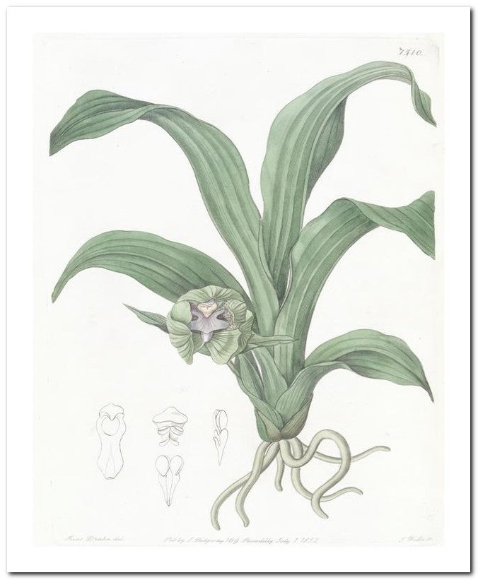 Edward's Botanical Register 8x10 Botanical Art Print 03062501129