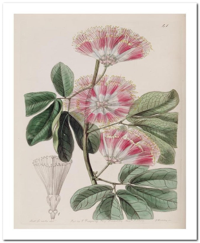 Edward's Botanical Register 8x10 Botanical Art Print 03062501148