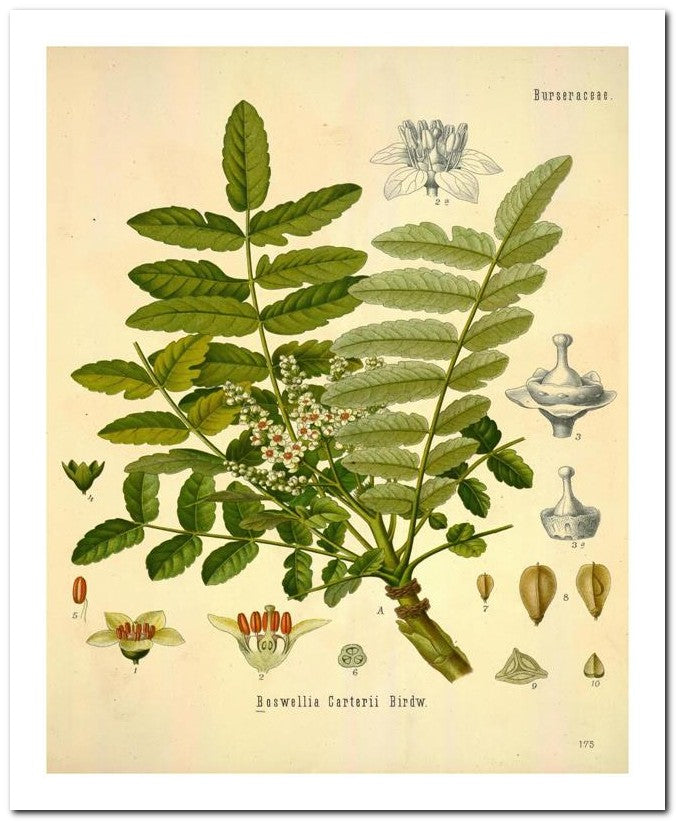 Edward's Botanical Register 8x10 Botanical Art Print 03062501164