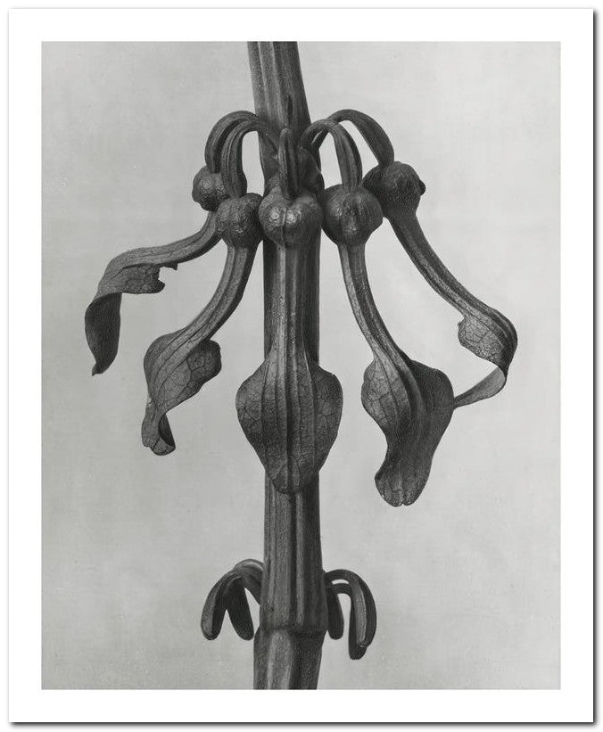 Karl Blossfeldt 8x10 Fine Art Print 25032501500